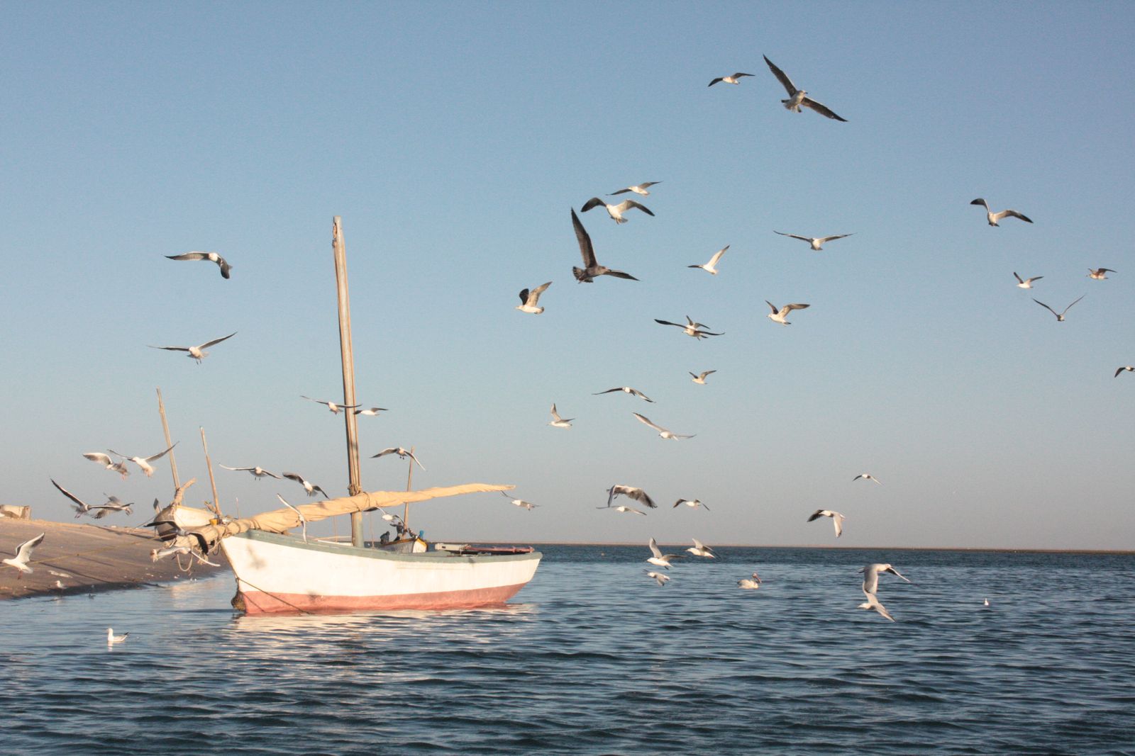 Lanche et oiseaux marins au Banc d'Arguin.